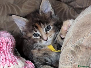 Maine Coon cats 🐾 GCCF XXL Maine Coon Kittens – Russian Heritage - Advert 6