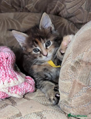 Maine Coon cats - Advert 2