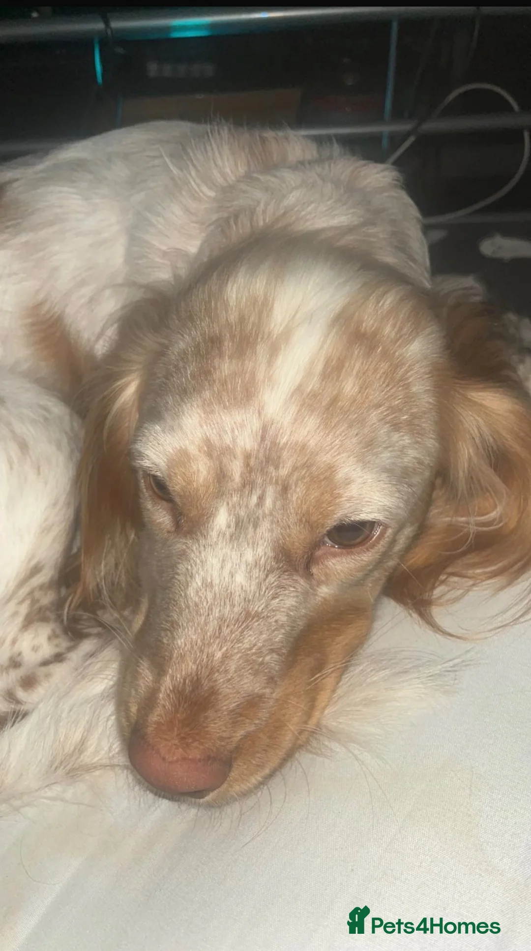 Sprocker dogs for sale: 8 Beautiful Sprocker Puppies  - Advert 12
