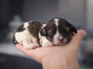 Cavapoo dogs SPRING WAITING LIST TOY CAVAPOO PUPPIES - Advert 1