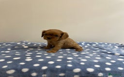 Cavalier King Charles Spaniel dogs for sale: Cavalier King Charles  - Image 25