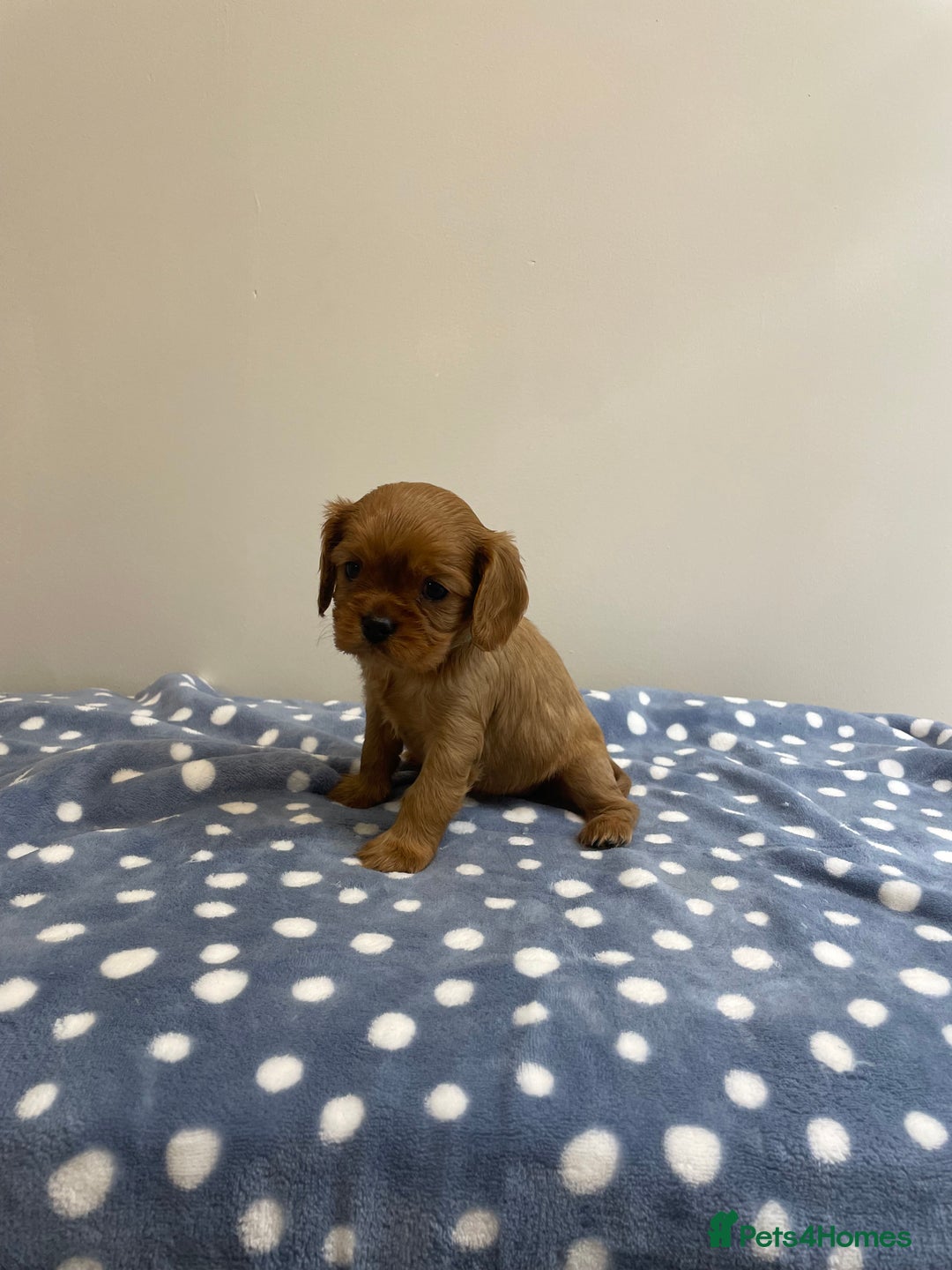 Cavalier King Charles Spaniel dogs for sale: Cavalier King Charles  - Image 25