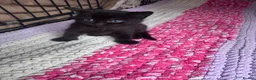 Mixed Breed cats for sale: 8 beautiful kittens  in Retford - Advert 18