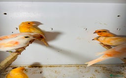 Canaries birds for sale: Young Red factor canaries for sale  - Image 7