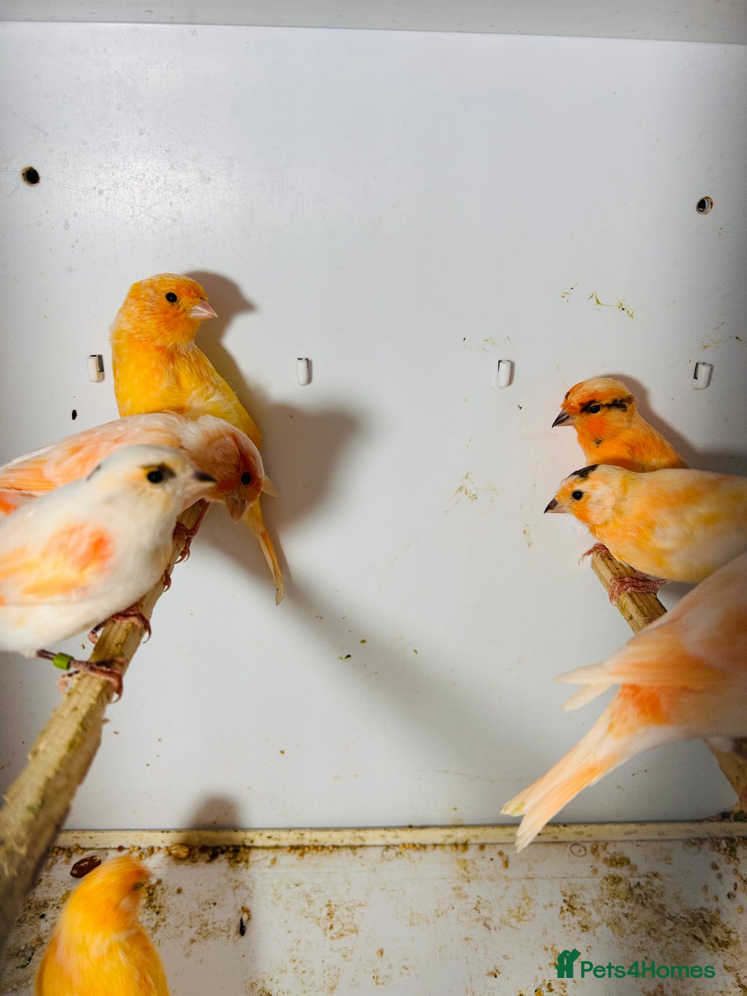Canaries birds for sale: Young Red factor canaries for sale  - Image 7