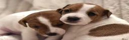 Jack Russell dogs for sale: Smooth coated tan and white jack russels  in Nottingham - Advert 1