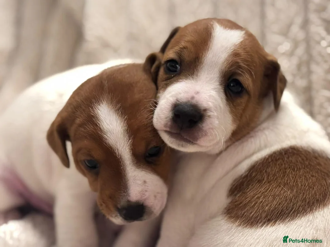 Jack Russell dogs for sale: Smooth coated tan and white jack russels  in Nottingham - Advert 1