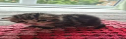 Mixed Breed cats for sale: Playful kittens for sale  in Weston-super-Mare - Advert 7