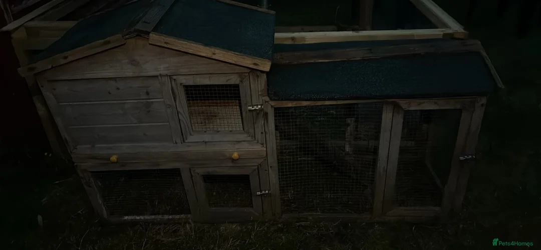 Guinea Pig rodents for sale: guinea pig rehoming  in Hull - Advert 4