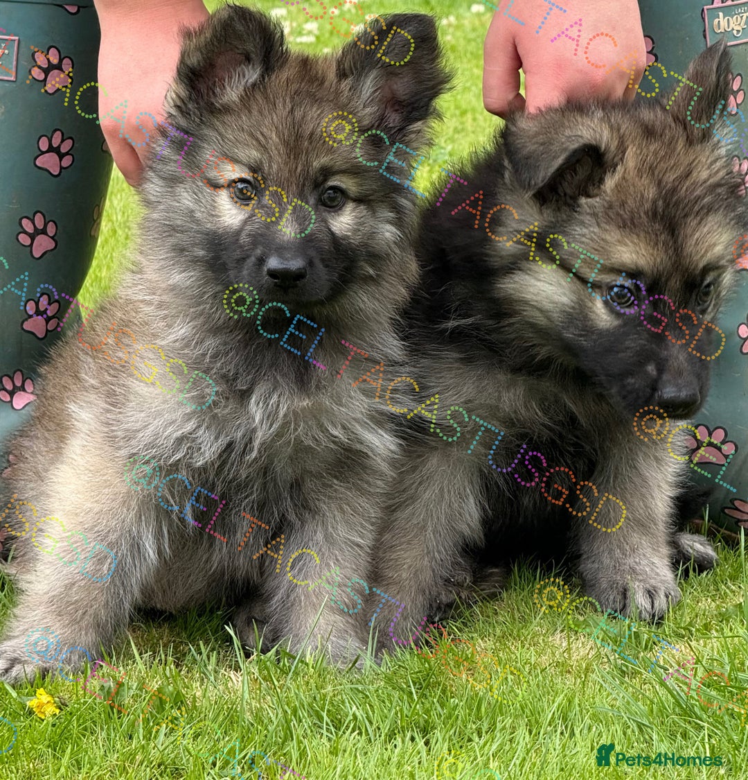 German Shepherd dogs for sale: Reduced kc reg German shepherd pup carry Isabella  - Image 3