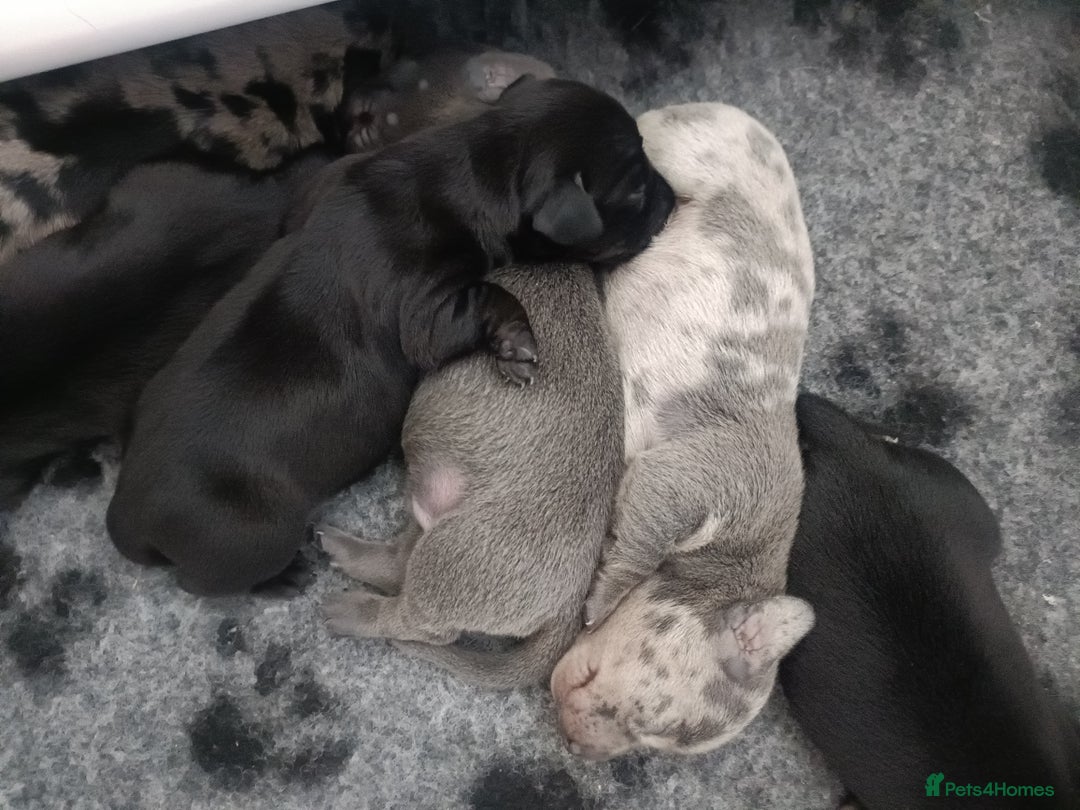 Dachshund dogs for sale: Beautiful daccys for sale ready 30th December  - Advert 8