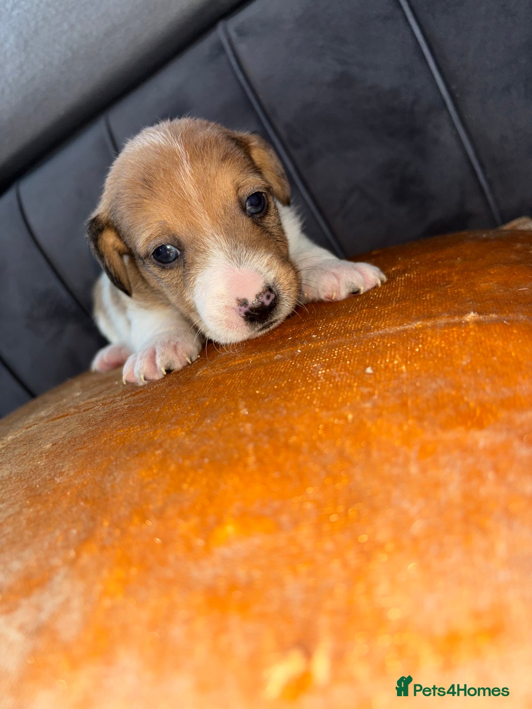 Jack Russell dogs for sale: One boy and one girl Jack Russell left  - Image 9