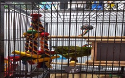 Parakeets birds for sale: Kakariki+Cage+toys+foods+bath+multivitamins+sprays - Image 15