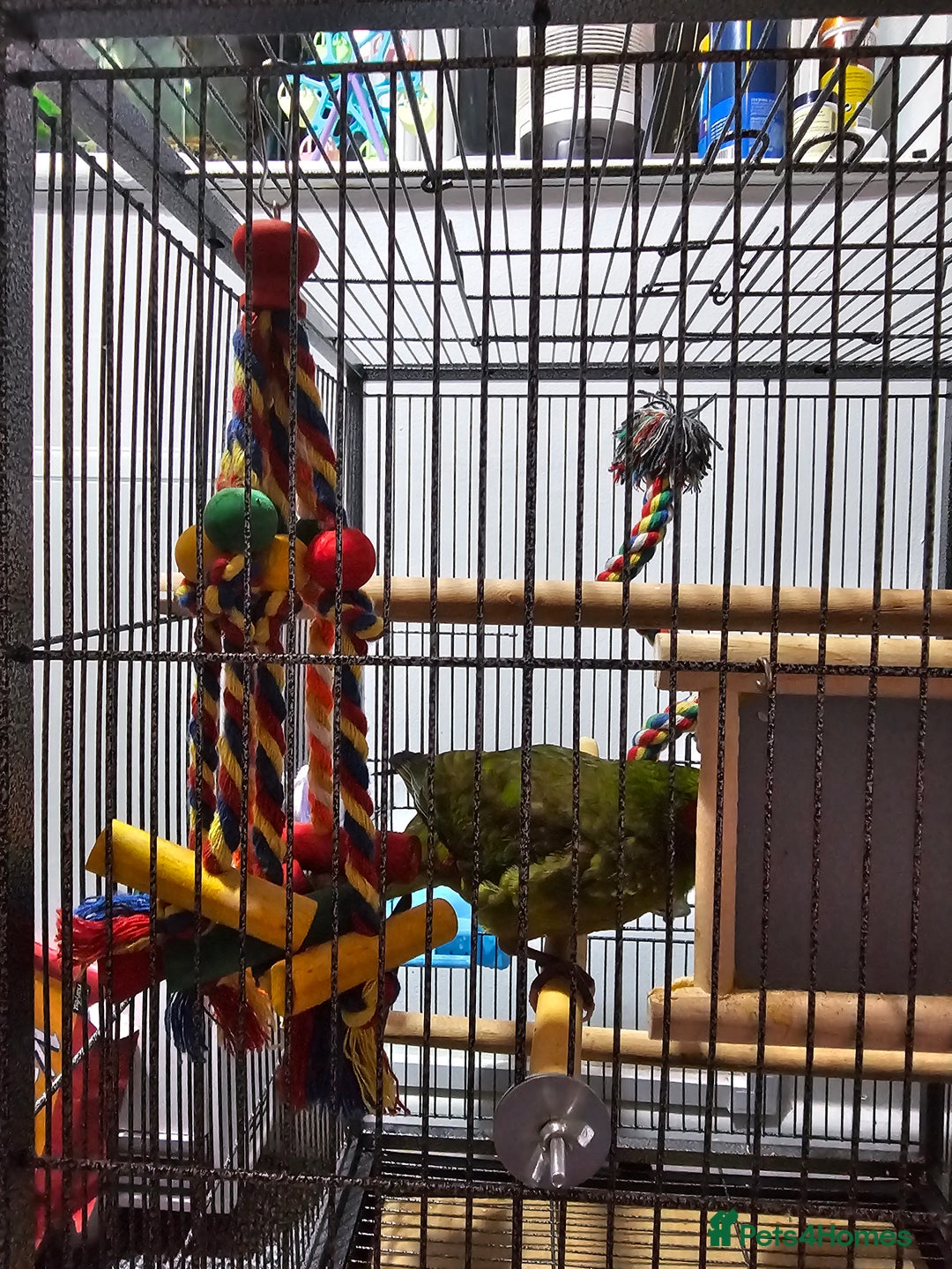 Parakeets birds for sale: Kakariki+Cage+toys+foods+bath+multivitamins+sprays - Image 15