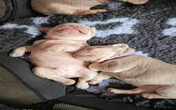 French Bulldog dogs for sale: Isabella french bulldog - Image 8