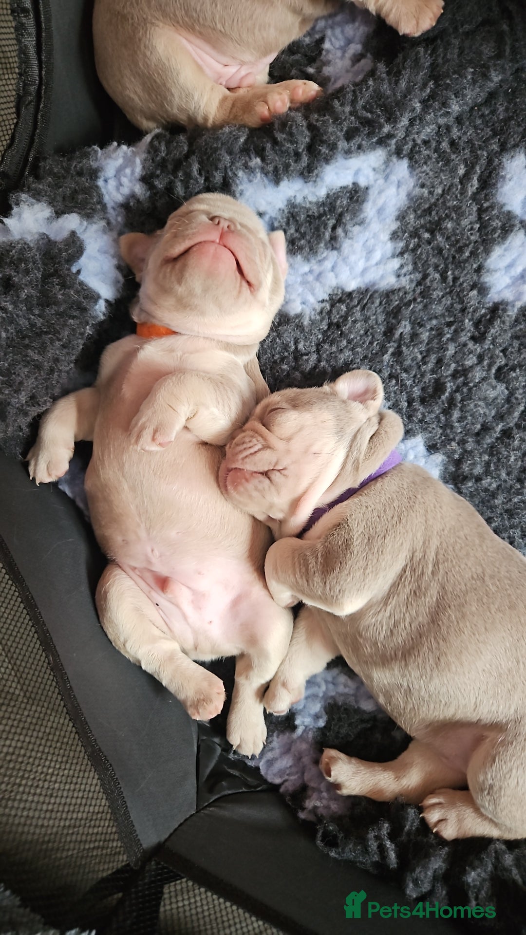 French Bulldog dogs for sale: Isabella french bulldog - Image 8