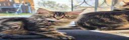 Maine Coon cats for sale: Tested SMA,PK,HCM,boy and girls.Maine Coon Kittens - Advert 4