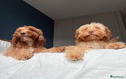 Cockapoo dogs for sale: Beautiful Mini Cockapoo Puppies - Image 11