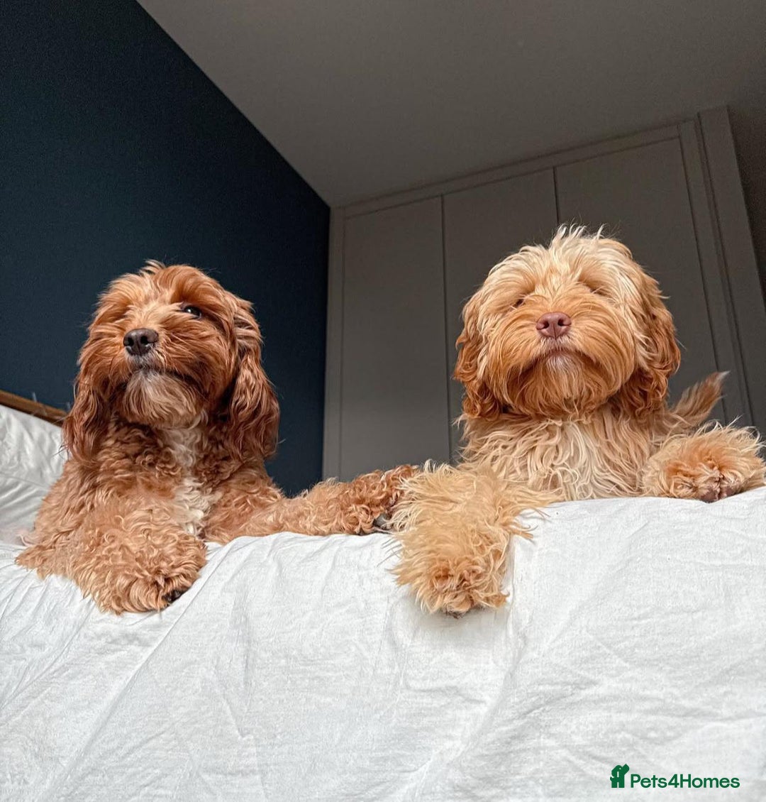 Cockapoo dogs for sale: Beautiful Mini Cockapoo Puppies - Image 11