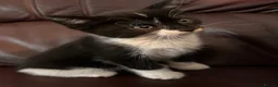 Mixed Breed cats for sale: 4 beautiful kittens  - Advert 6