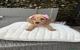Miniature Dachshund dogs for sale: Long hair cream mini dachshund puppies 30th july in Liverpool - Image 23