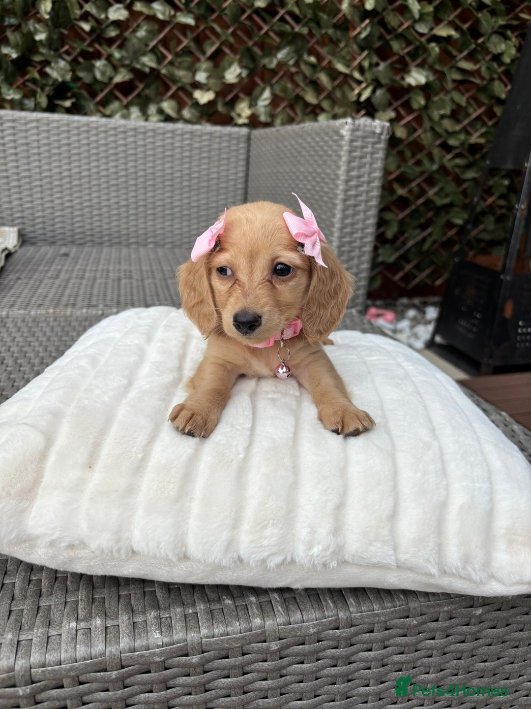 Miniature Dachshund dogs for sale: Long hair cream mini dachshund puppies 30th july in Liverpool - Image 23