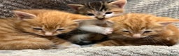 Domestic Shorthair cats for sale: Two male ginger, One female cali kittens - Advert 1