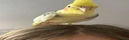 Canaries birds for sale: Sprout the cockatiel - Advert 5