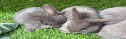 Mixed Breed rabbits for sale: Chocolate button baby’s  - Advert 5