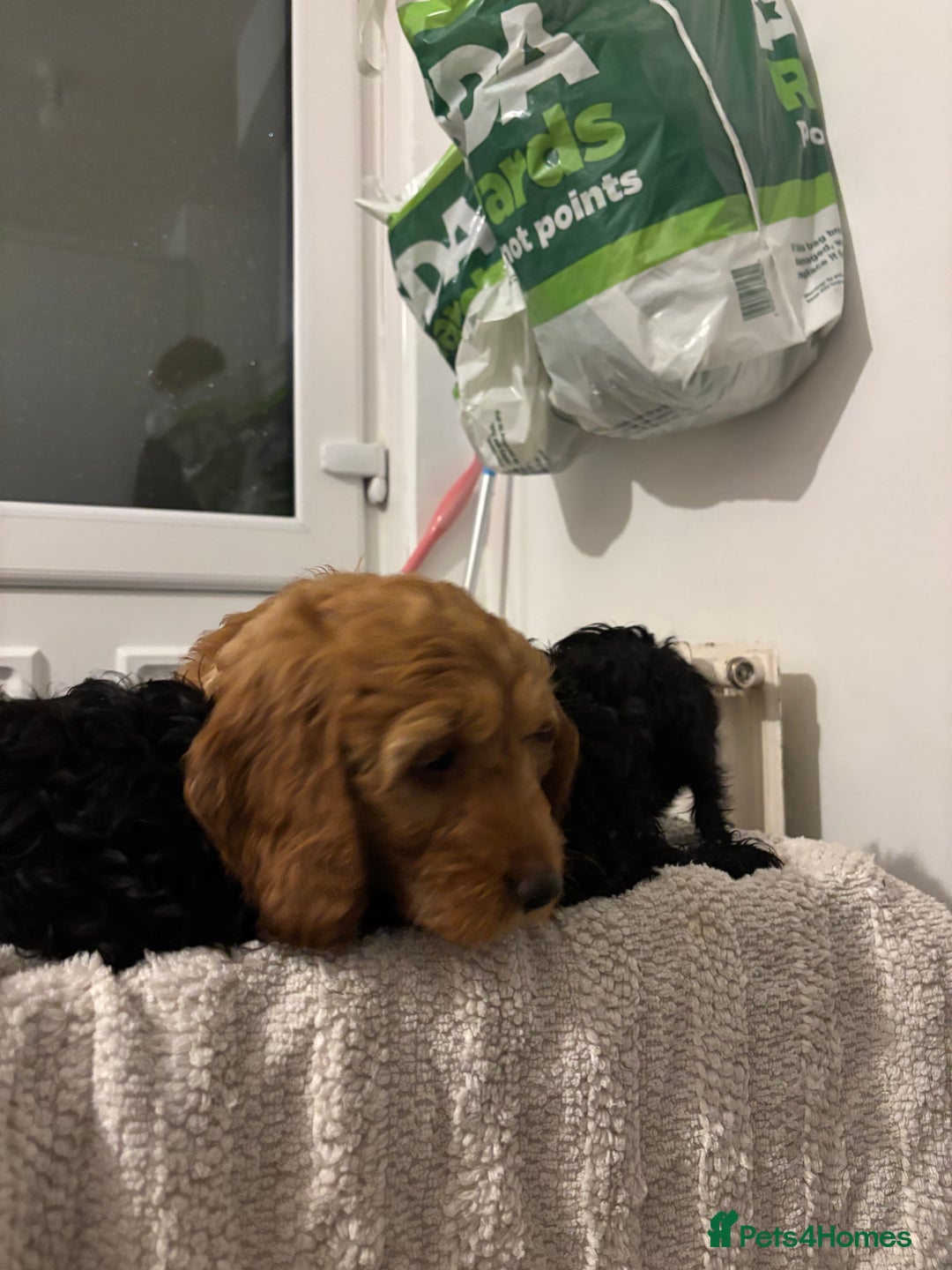 Cavapoo dogs for sale: Cavapoo puppies  - Advert 4
