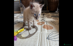 Bengal cats for sale: 4 Rare Tica Registered Bengal Kittens - Image 29