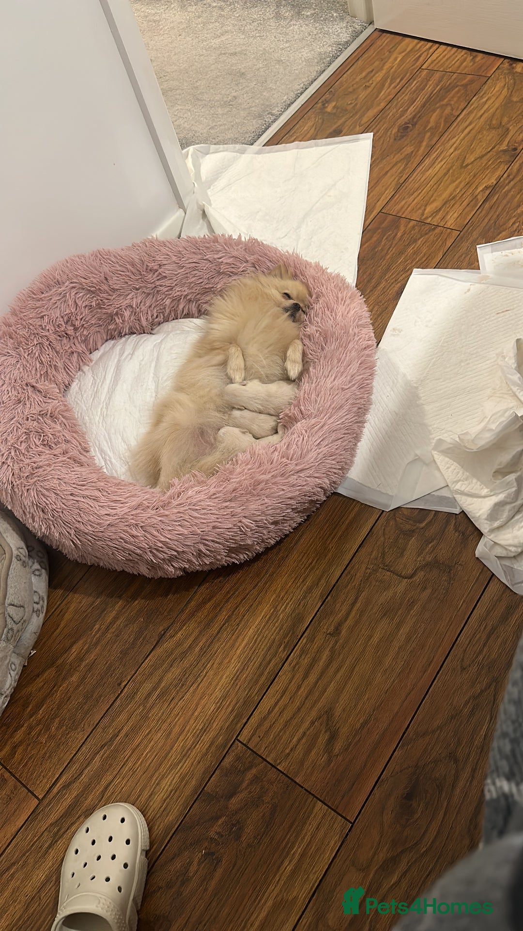 Pomeranian dogs for sale: Beautiful pure male pom - Image 5