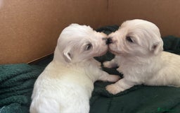 Mixed Breed dogs for sale: READY 🩷🩵F1 Coton de tulear  cross Maltese 😍 - Image 2