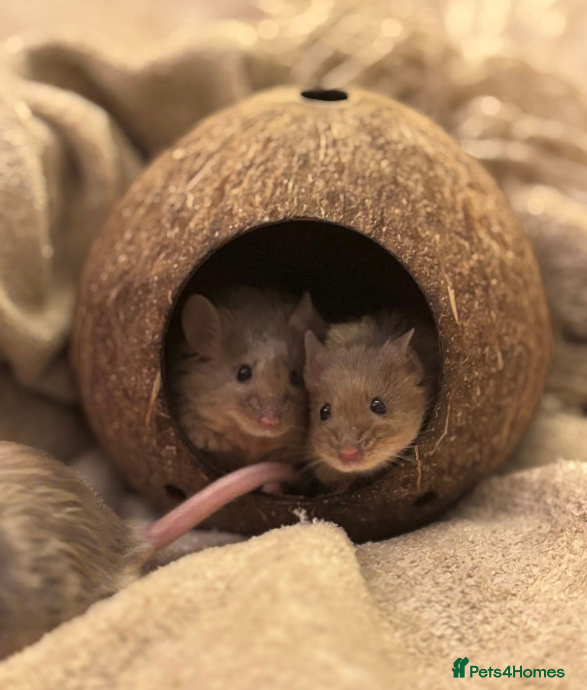 Mouse rodents for sale: Three sweet fancy mice sisters - Advert 1