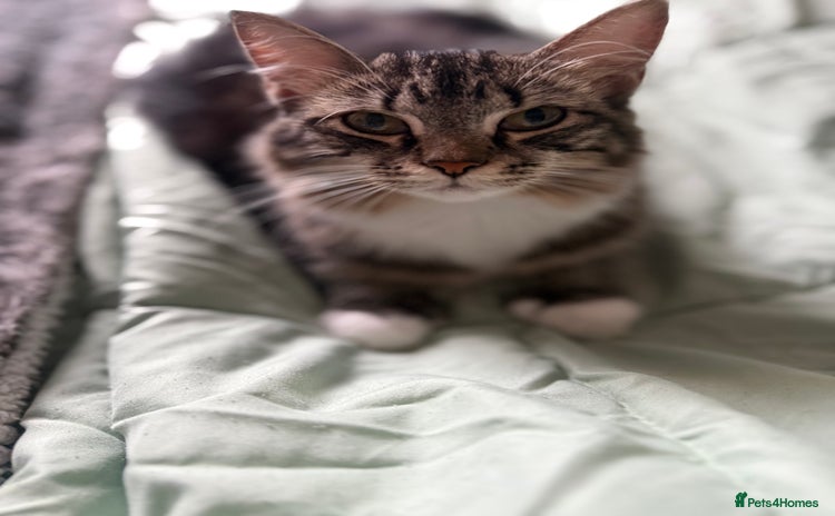 British Longhair cats X5 ragdoll xkitten polydactyl ready  **  eve - Advert 4