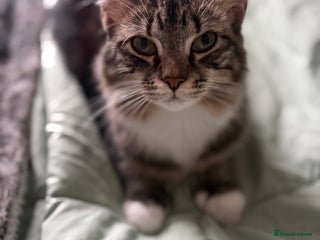 British Longhair cats X5 ragdoll xkitten polydactyl ready Xmas eve - Advert 4