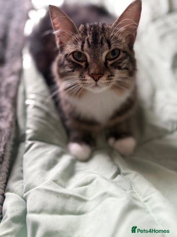 British Longhair cats X5 ragdoll xkitten polydactyl ready ** eve - Advert 4