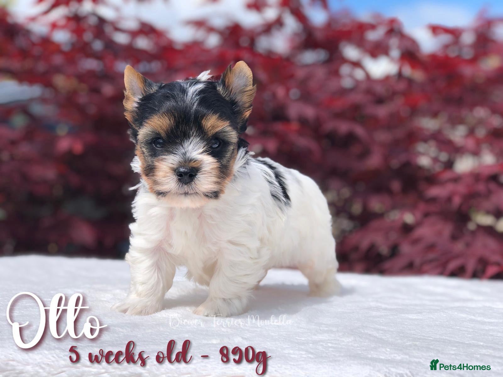 Biewer Terrier dogs for sale: One boy left Biewer Terriers! - Advert 9