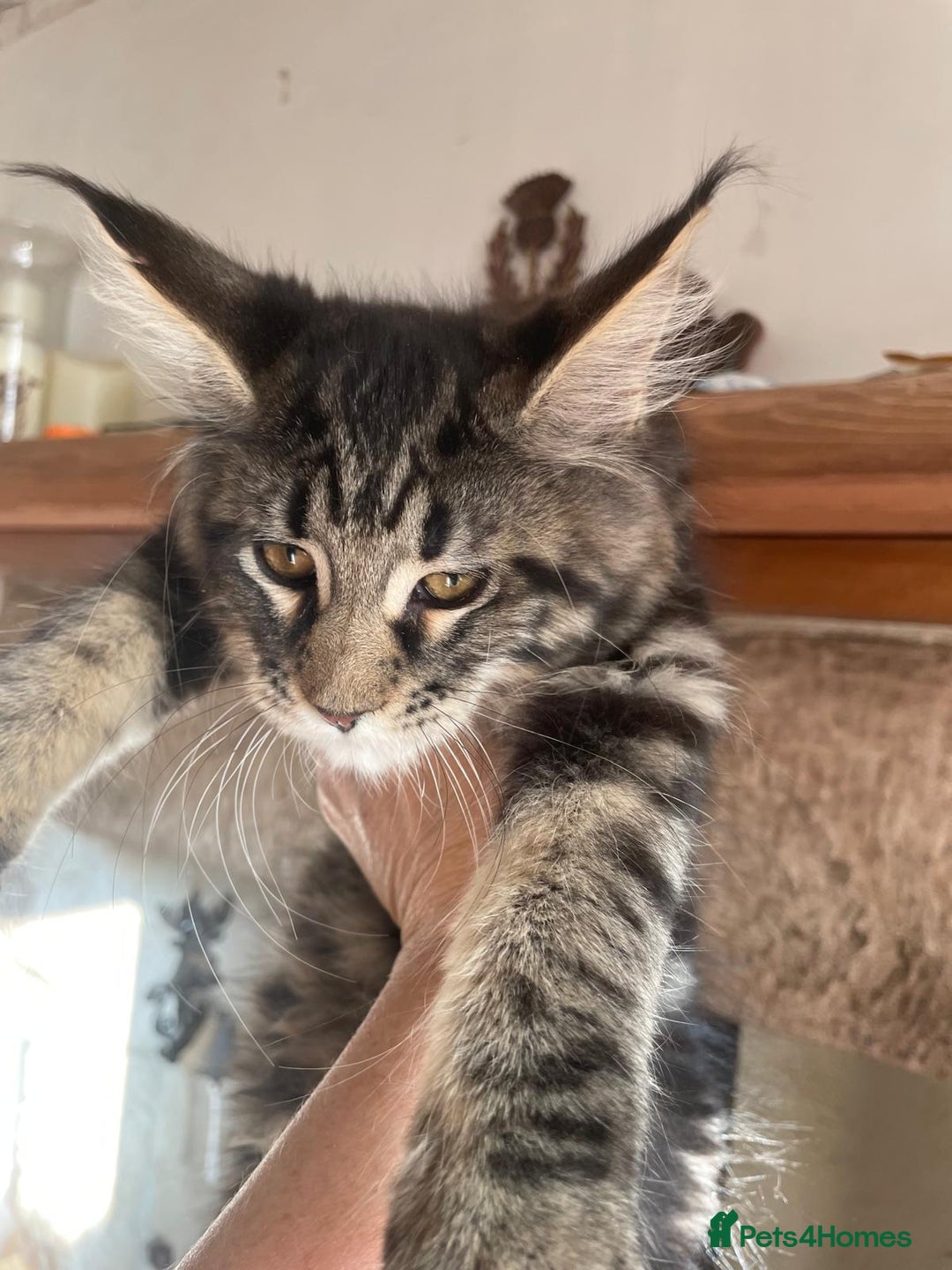 Maine Coon cats for sale: Stunning Maine Coon kittens - Advert 3