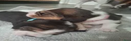 Beagle dogs for sale: Beautiful beagle puppies  - Advert 20