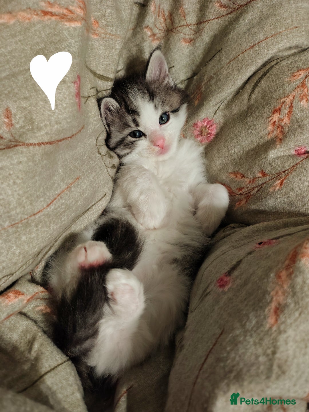 Ragcoon cats for sale: Mainecoon x Ragdoll kittens  - Advert 6