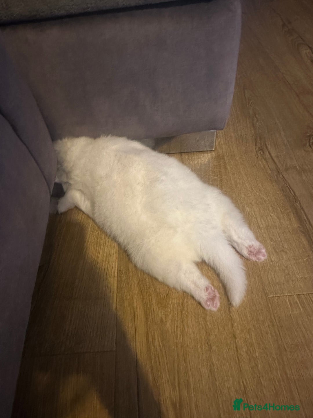 Samoyed dogs for sale: Adorable Samoyed Puppies for Sale!  - Advert 25