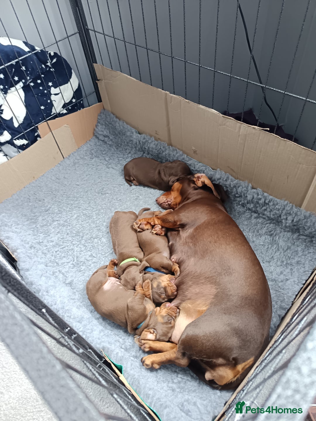 Miniature Dachshund dogs for sale: 2 Beautiful Mini Dachshunds Boys🩵💚 - Image 17