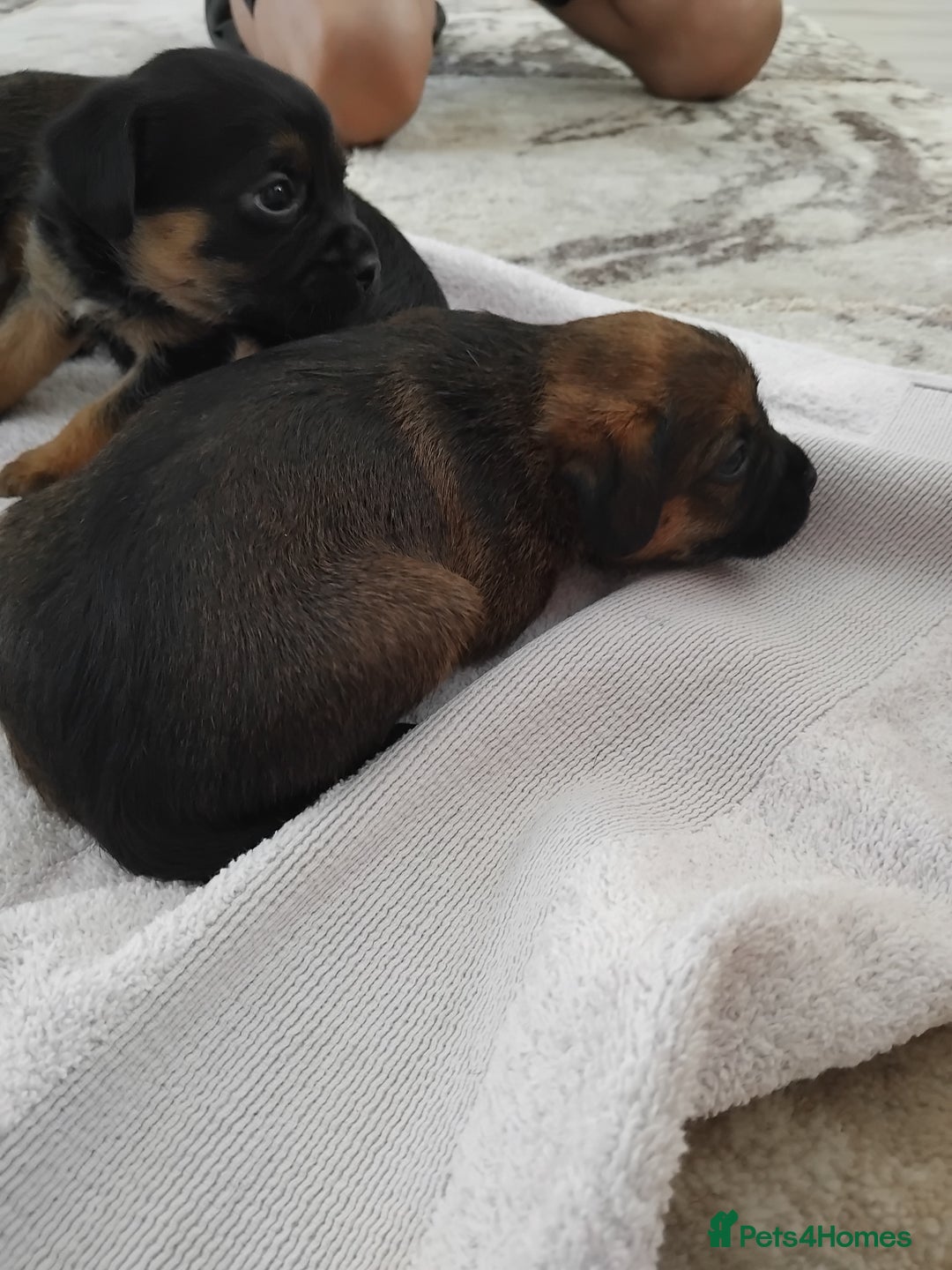 Border Terrier dogs for sale: 5 border terrier puppys  - Image 9