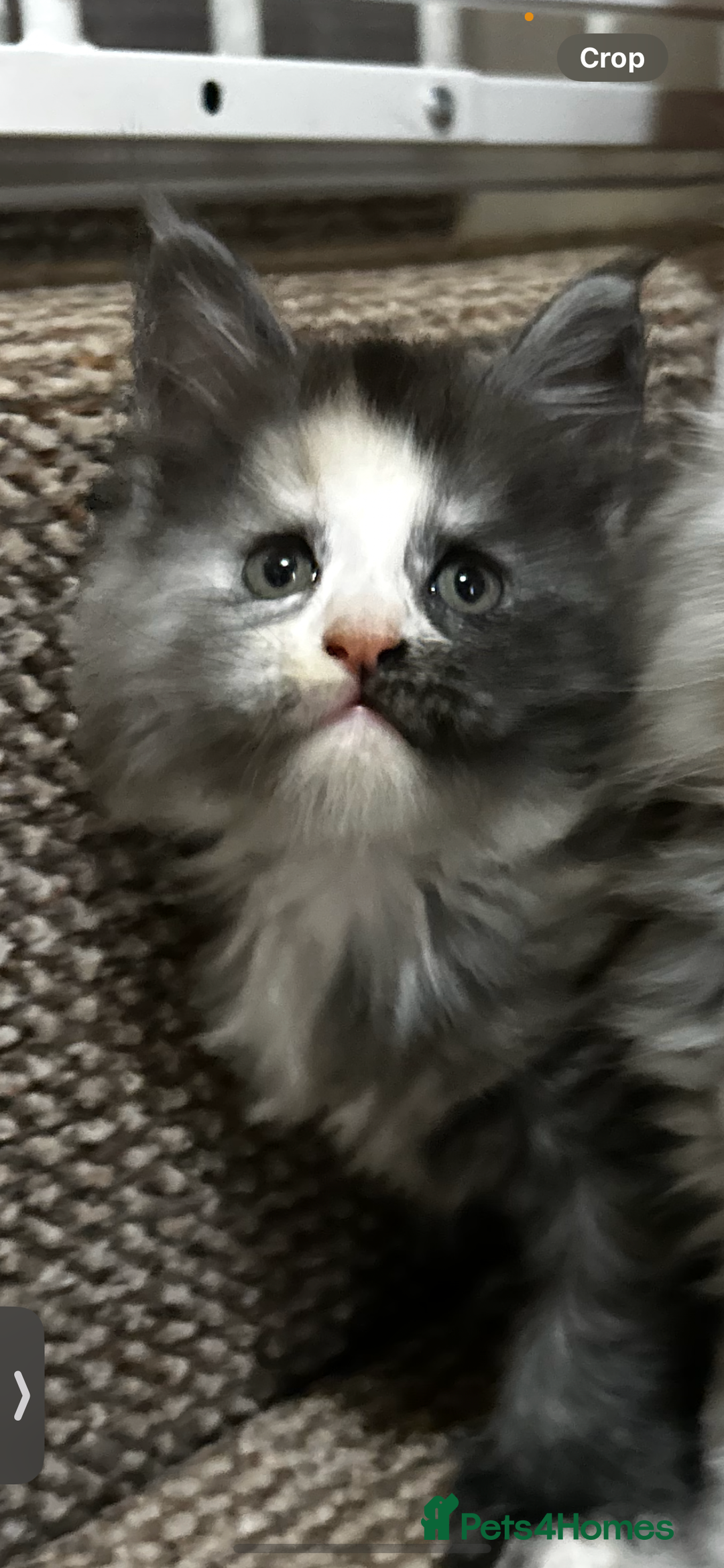 Maine Coon cats for sale: 2 stunning girls 1 polydactyl ready  **  ev - Advert 11