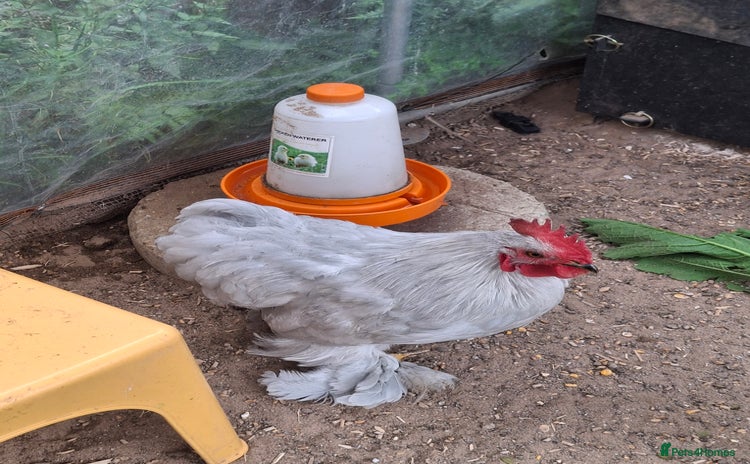 Chickens poultry - Advert 9