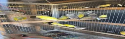 Mixed Breed birds for sale: Mix breed Canary and Zebra finches  - Advert 3