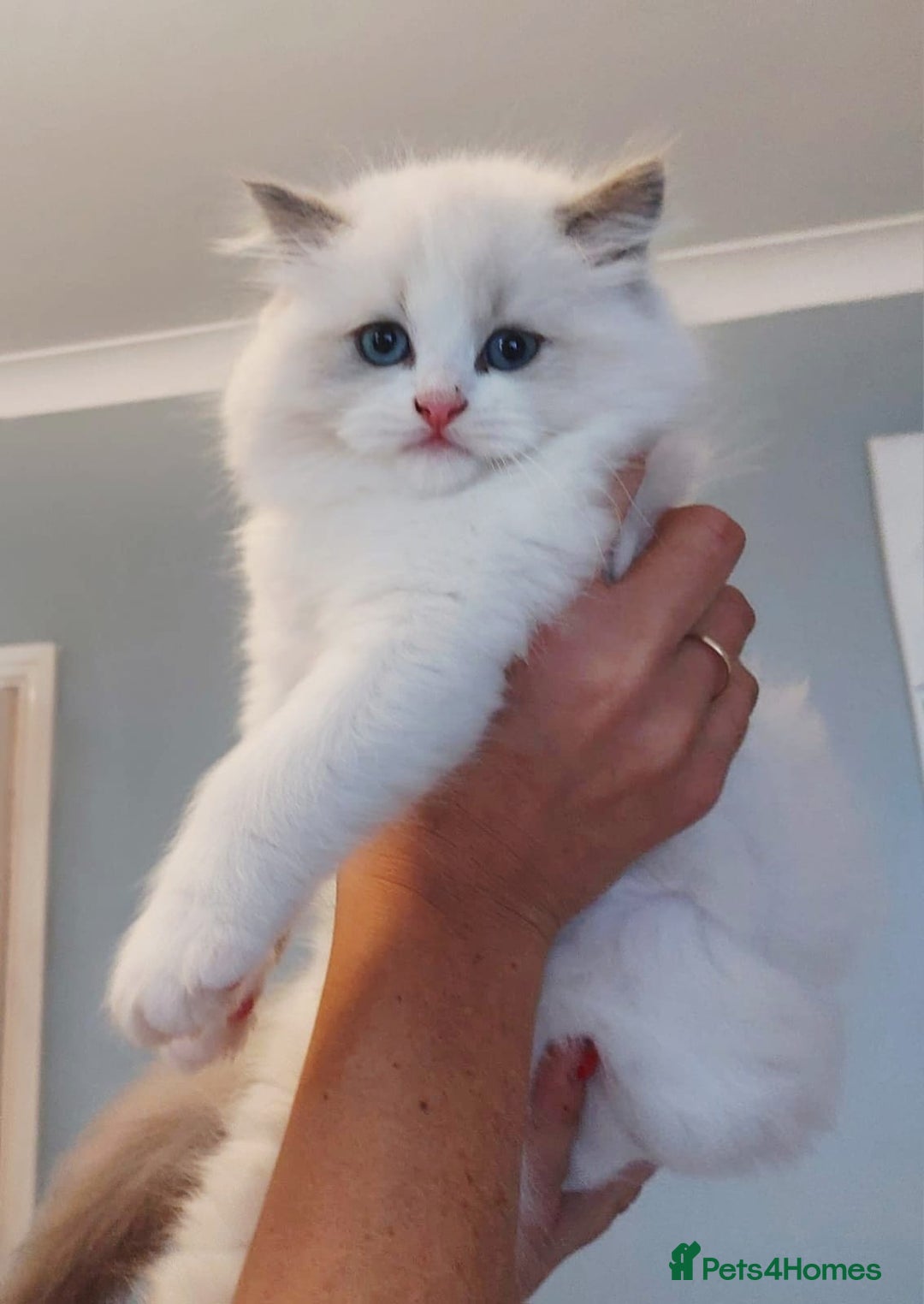 Ragdoll cats for sale: 💛 Beautiful European Kittens 😸  - Advert 1