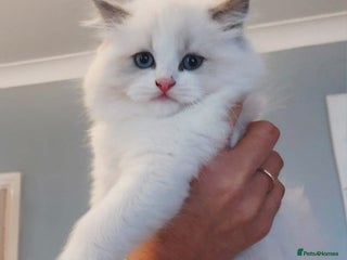 Ragdoll cats for sale: ๐ Beautiful European Kittens ๐ธ - Advert 1