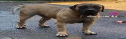 Boerboel dogs for sale: SABBS REGISTERED PARENTS  - Advert 3
